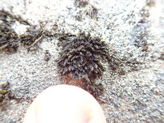 Racomitrium sudeticum