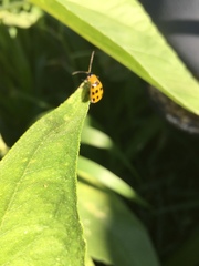 Diabrotica undecimpunctata