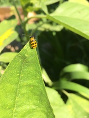 Diabrotica undecimpunctata