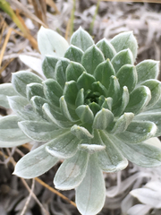 Heliotropium anomalum