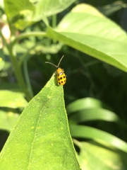 Diabrotica undecimpunctata