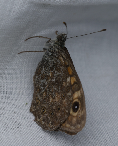 Lasiommata megera