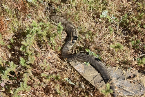 Mulga Snake sighting