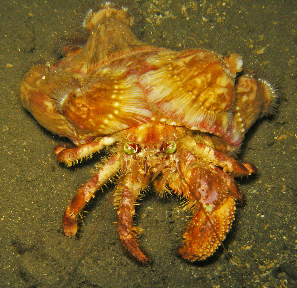 Jeweled Anemone Hermit Crab