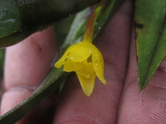 Maxillaria aurea