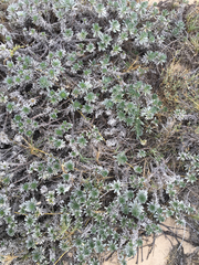 Heliotropium anomalum