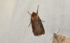 Agrotis vancouverensis