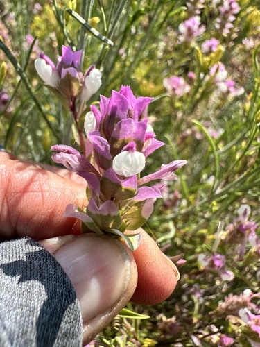Image of Orthocarpus imbricatus by no rights reserved