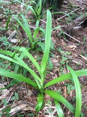 Agapanthus praecox