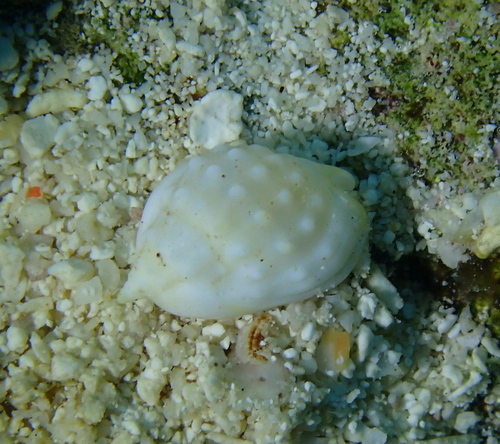 Nassarius granifer observed 2024-07-19