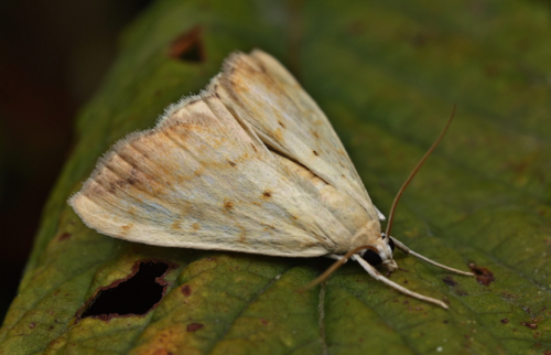 Evergestis extimalis