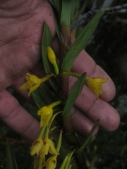 Maxillaria aurea