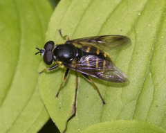 Sericomyia chrysotoxoides image