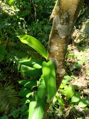 Rhaphidophora liukiuensis