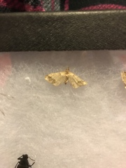 Renia flavipunctalis