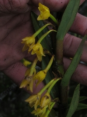 Maxillaria aurea