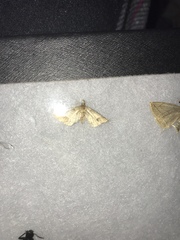 Renia flavipunctalis