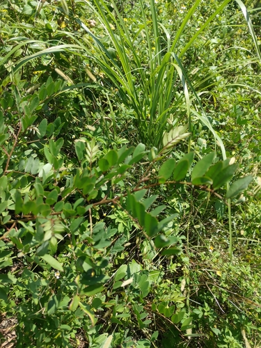 Image of Indigofera zollingeriana by (c) 林正文, some rights reserved (CC BY)