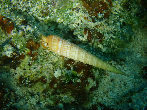 Terebra babylonia observed 2024-07-19