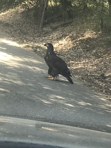 Bald Eagle photographed in California