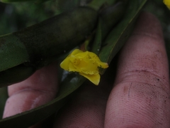Maxillaria aurea