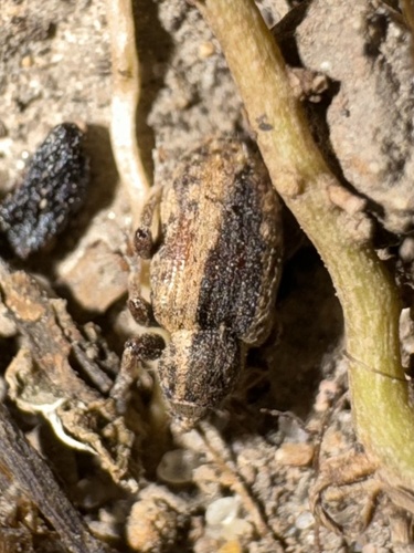 Alfalfa Weevil photo 5