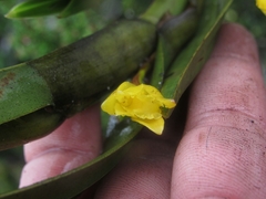 Maxillaria aurea