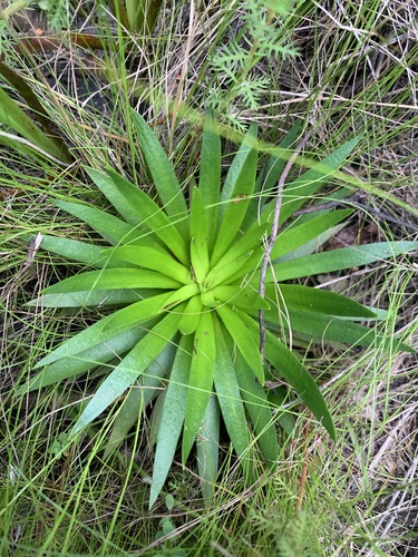 Image of Senega cymosa by (c) James Hardee, some rights reserved (CC BY)