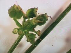 Zizia trifoliata