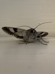 Melipotis jucunda