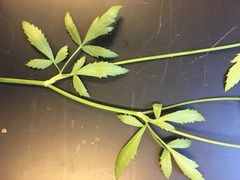 Zizia trifoliata