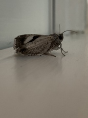 Melipotis jucunda