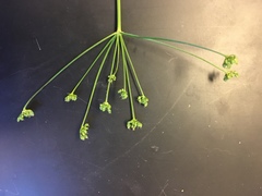 Zizia trifoliata