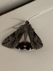 Melipotis jucunda