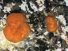 Leptolyngbya