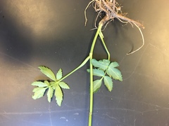 Zizia trifoliata
