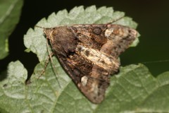 Euplexia lucipara