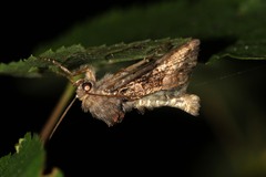 Euplexia lucipara