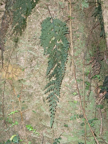 Hymenophyllum scabrum observed 2024-08-04