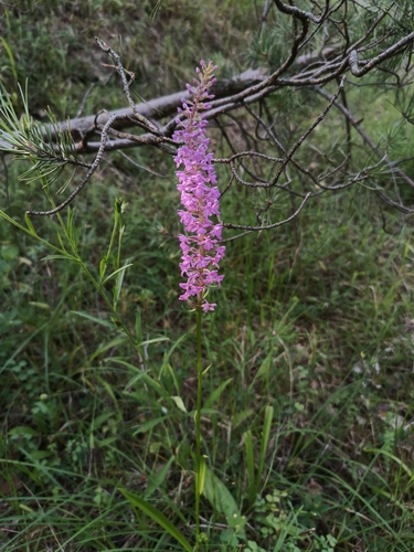 Image of Gymnadenia densiflora by (c) Vladimír Fuka, some rights reserved (CC BY)