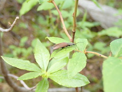 Acteniceromorphus sagiticollis