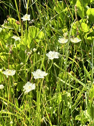 Image of Parnassia cirrata by no rights reserved