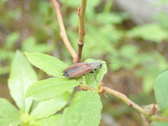 Acteniceromorphus sagiticollis