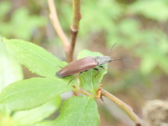 Acteniceromorphus sagiticollis