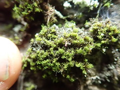 Grimmia torquata