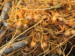 Cuscuta sandwichiana