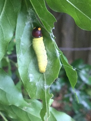 Epargyreus clarus clarus