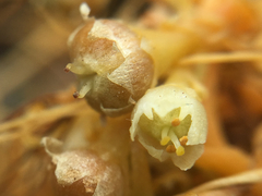 Cuscuta sandwichiana