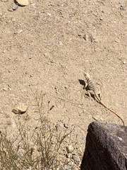 Crotaphytus vestigium