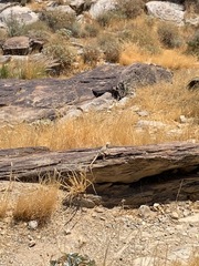 Crotaphytus vestigium